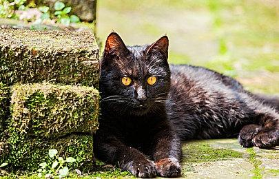 《极限竞速：地平线4》春季赛携手全新赛麟S1